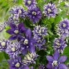 Taiga Clematis Vine Live Plant - Double Purple Blooms - 2.5" Pot - Zones 6-9 - Image 1