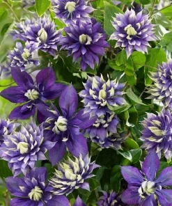 Taiga Clematis Vine Live Plant - Double Purple Blooms - 2.5