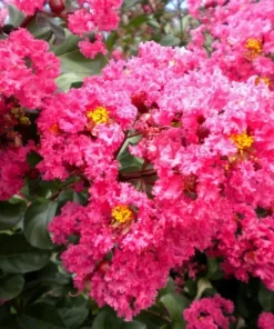 Takane Ruby Pink Buckwheat Flower Seeds (50 Seeds) - Annual Cover Crop - Image 2