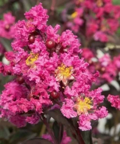 Takane Ruby Pink Buckwheat Flower Seeds (50 Seeds) - Annual Cover Crop - Image 3