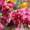 Takane Ruby Pink Buckwheat Flower Seeds (50 Seeds) - Annual Cover Crop - Image 1