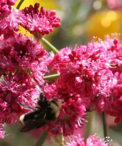 Takane Ruby Pink Buckwheat Flower Seeds (50 Seeds) - Annual Cover Crop - Image 1
