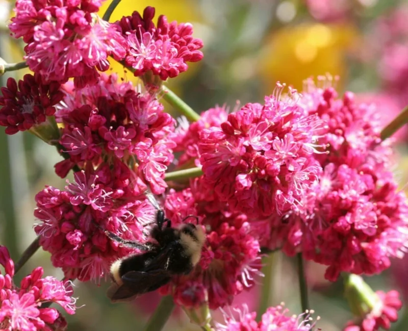 Takane Ruby Pink Buckwheat Flower Seeds (50 Seeds) - Annual Cover Crop - Image 1