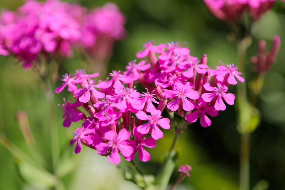 Tall Catchfly Seeds - Silene Armeria Pink Flower Seeds - 1000 Count - Image 2