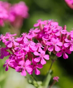 Tall Catchfly Seeds - Silene Armeria Pink Flower Seeds - 1000 Count - Image 2