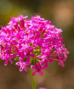 Tall Catchfly Seeds - Silene Armeria Pink Flower Seeds - 1000 Count - Image 3