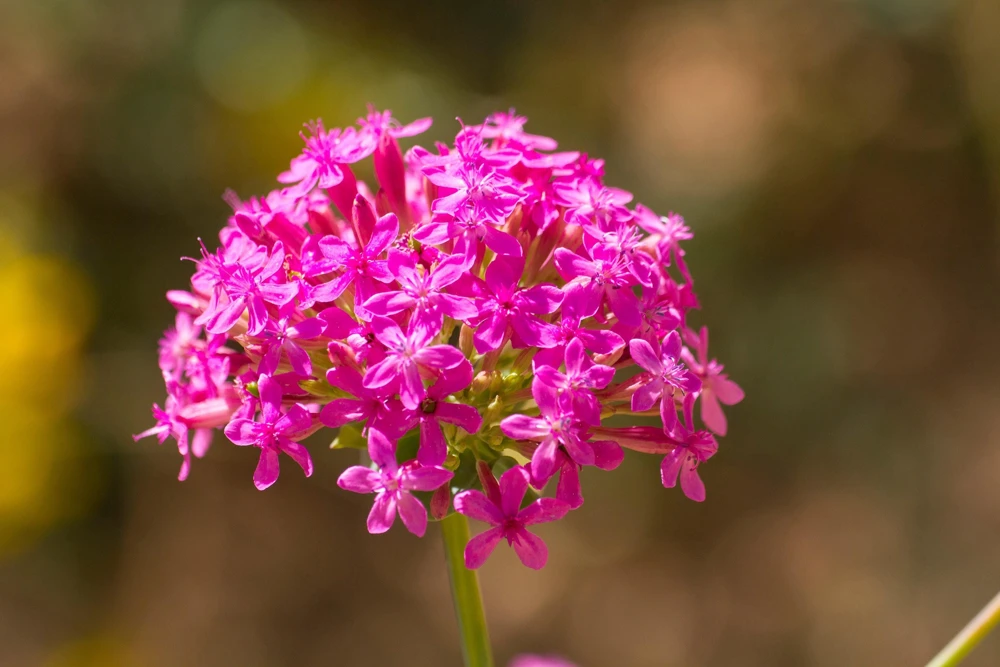 Tall Catchfly Seeds - Silene Armeria Pink Flower Seeds - 1000 Count - Image 3