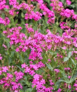Tall Catchfly Seeds - Silene Armeria Pink Flower Seeds - 1000 Count - Image 4