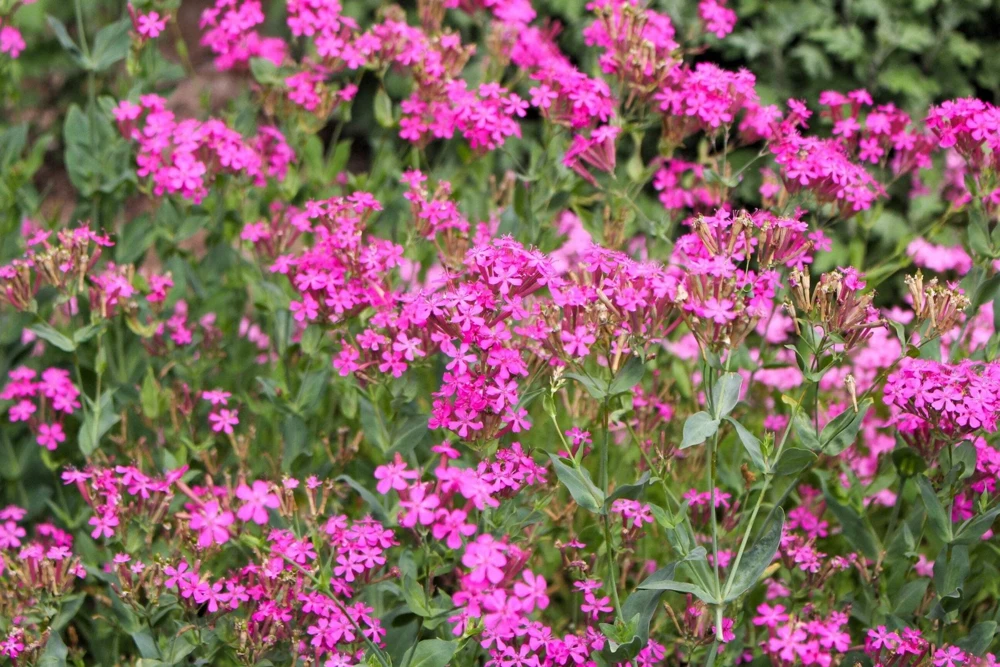 Tall Catchfly Seeds - Silene Armeria Pink Flower Seeds - 1000 Count - Image 4