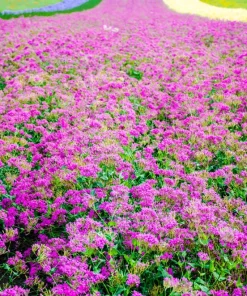 Tall Catchfly Seeds - Silene Armeria Pink Flower Seeds - 1000 Count - Image 5