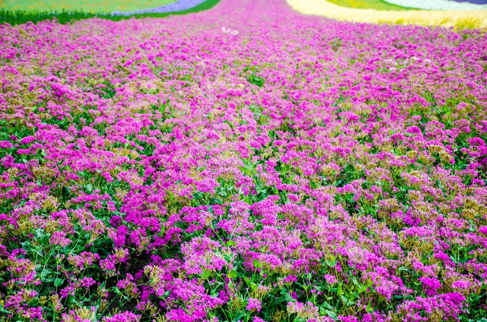 Tall Catchfly Seeds - Silene Armeria Pink Flower Seeds - 1000 Count - Image 5