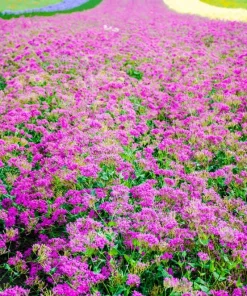 Tall Catchfly Seeds - Silene Armeria Pink Flower Seeds - 1000 Count - Image 5