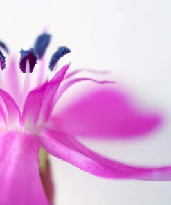 Tall Catchfly Seeds - Silene Armeria Pink Flower Seeds - 1000 Count - Image 6