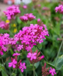 Tall Catchfly Seeds - Silene Armeria Pink Flower Seeds - 1000 Count - Image 7