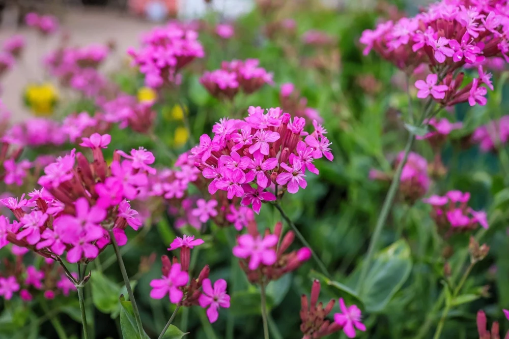 Tall Catchfly Seeds - Silene Armeria Pink Flower Seeds - 1000 Count - Image 7