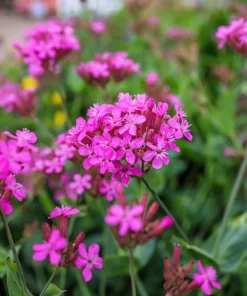 Tall Catchfly Seeds - Silene Armeria Pink Flower Seeds - 1000 Count - Image 7