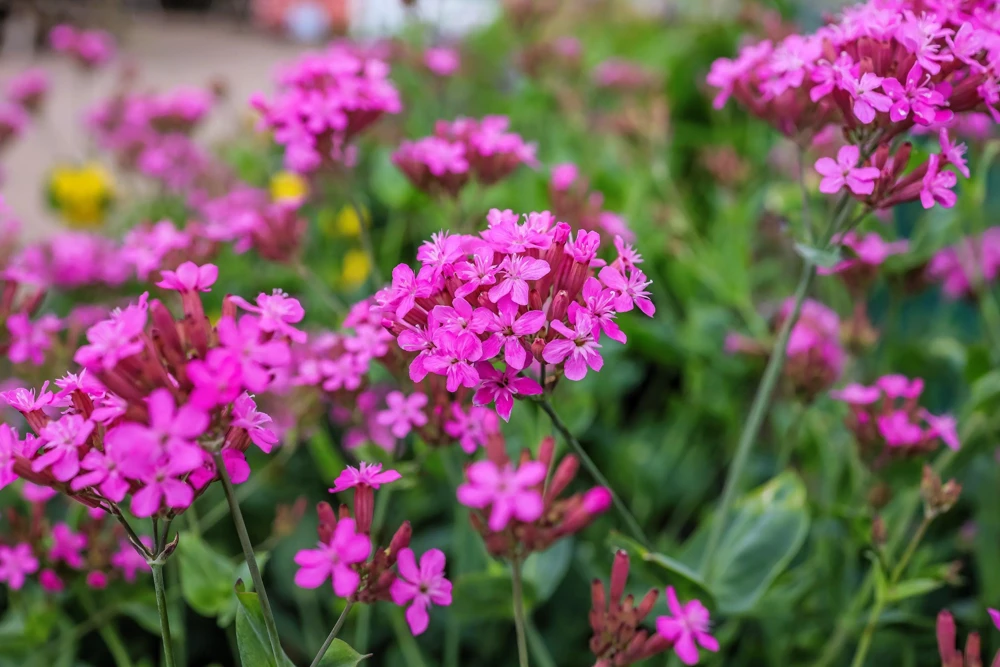 Tall Catchfly Seeds - Silene Armeria Pink Flower Seeds - 1000 Count - Image 7