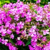 Tall Catchfly Seeds - Silene Armeria Pink Flower Seeds - 1000 Count - Image 1