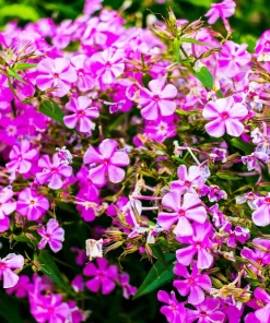 Tall Catchfly Seeds - Silene Armeria Pink Flower Seeds - 1000 Count - Image 1