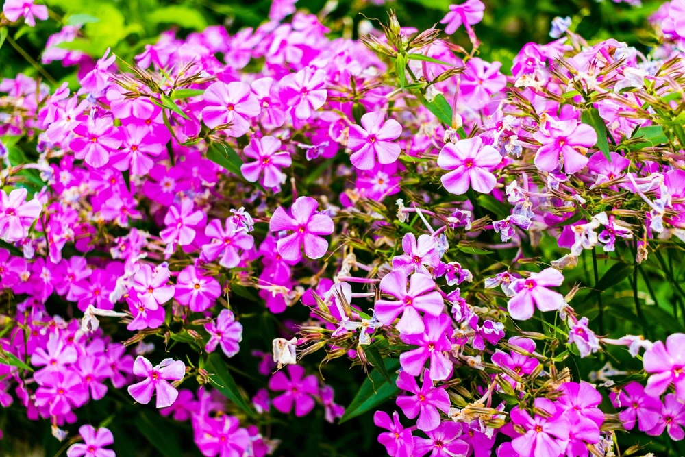 Tall Catchfly Seeds - Silene Armeria Pink Flower Seeds - 1000 Count - Image 1