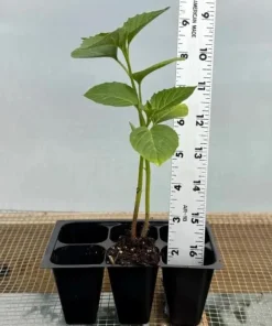 Tamarillo Live Plant 4-6 Inch Tall - Red Tree Tomato Seedling for Gardens - Image 4