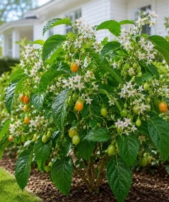 Tamarillo Live Plant 4-6 Inch Tall - Red Tree Tomato Seedling for Gardens - Image 5