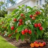 Tamarillo Live Plant 4-6 Inch Tall - Red Tree Tomato Seedling for Gardens - Image 1