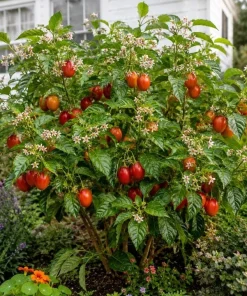 Tamarillo Live Plant 4-6 Inch Tall - Red Tree Tomato Seedling for Gardens - Image 7