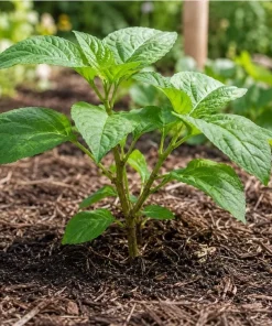 Tamarillo Live Plant 4-6 Inch Tall - Red Tree Tomato Seedling for Gardens - Image 8