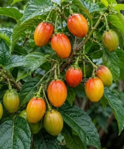 Tamarillo Live Plant 4-6 Inch Tall - Red Tree Tomato Seedling for Gardens - Image 9