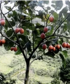 Tamarillo Tomato Tree Plant (4-8 inch) - Cyphomandra Betacea Live Plant - Image 2