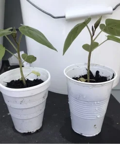 Tamarillo Tomato Tree Plant (4-8 inch) - Cyphomandra Betacea Live Plant - Image 3