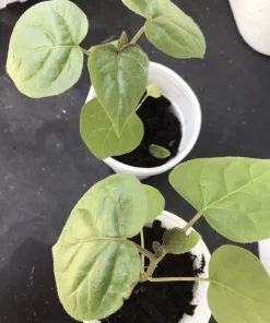 Tamarillo Tomato Tree Plant (4-8 inch) - Cyphomandra Betacea Live Plant - Image 4