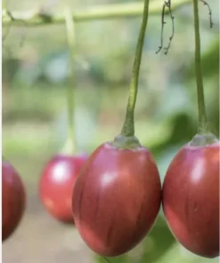 Tamarillo Tomato Tree Plant (4-8 inch) - Cyphomandra Betacea Live Plant - Image 5