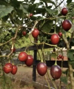 Tamarillo Tomato Tree Plant (4-8 inch) - Cyphomandra Betacea Live Plant - Image 6