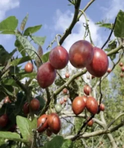 Tamarillo Tomato Tree Plant (4-8 inch) - Cyphomandra Betacea Live Plant - Image 7