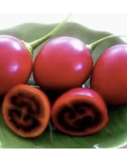 Tamarillo Tomato Tree Plant (4-8 inch) - Cyphomandra Betacea Live Plant - Image 1