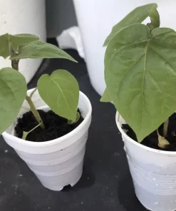 Tamarillo Tomato Tree Plant (4-8 inch) - Cyphomandra Betacea Live Plant - Image 9