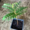 Tamarind Live Plant Seedling - 4 inch Pot - Edible Fruit & Spice Tree - Image 1