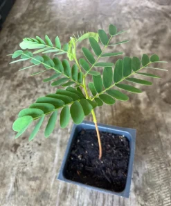 Tamarind Live Plant Seedling - 4 inch Pot - Edible Fruit & Spice Tree - Image 1