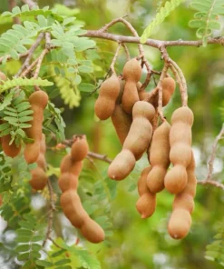 Tamarind Live Plant Seedling - 4 inch Pot - Edible Fruit & Spice Tree - Image 3