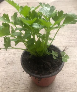 Tango Celery Live Plant - Organic Vegetable, Non-GMO, 4