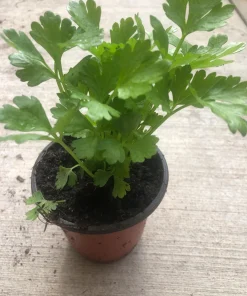 Tango Celery Live Plant - Organic Vegetable, Non-GMO, 4