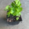 Tango Celery Live Plant - Organic Vegetable, Non-GMO, 4" Pot - Image 1