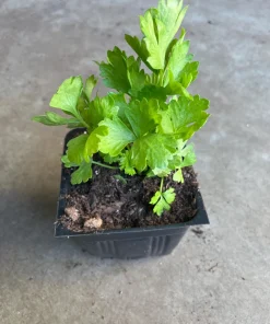 Tango Celery Live Plant - Organic Vegetable, Non-GMO, 4