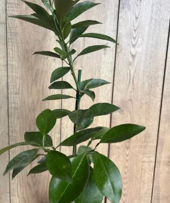 Tango mandarin tree in Half Gallon Pot, Tangerine. - Image 2