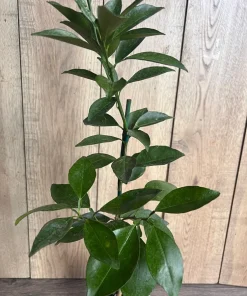Tango mandarin tree in Half Gallon Pot, Tangerine. - Image 3