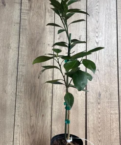 Tango mandarin tree in Half Gallon Pot, Tangerine. - Image 4