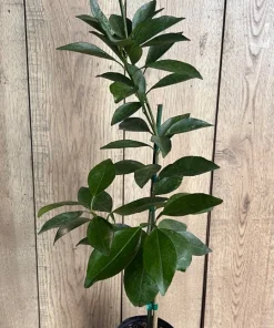 Tango mandarin tree in Half Gallon Pot, Tangerine. - Image 5