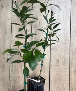 Tango mandarin tree in Half Gallon Pot, Tangerine. - Image 6